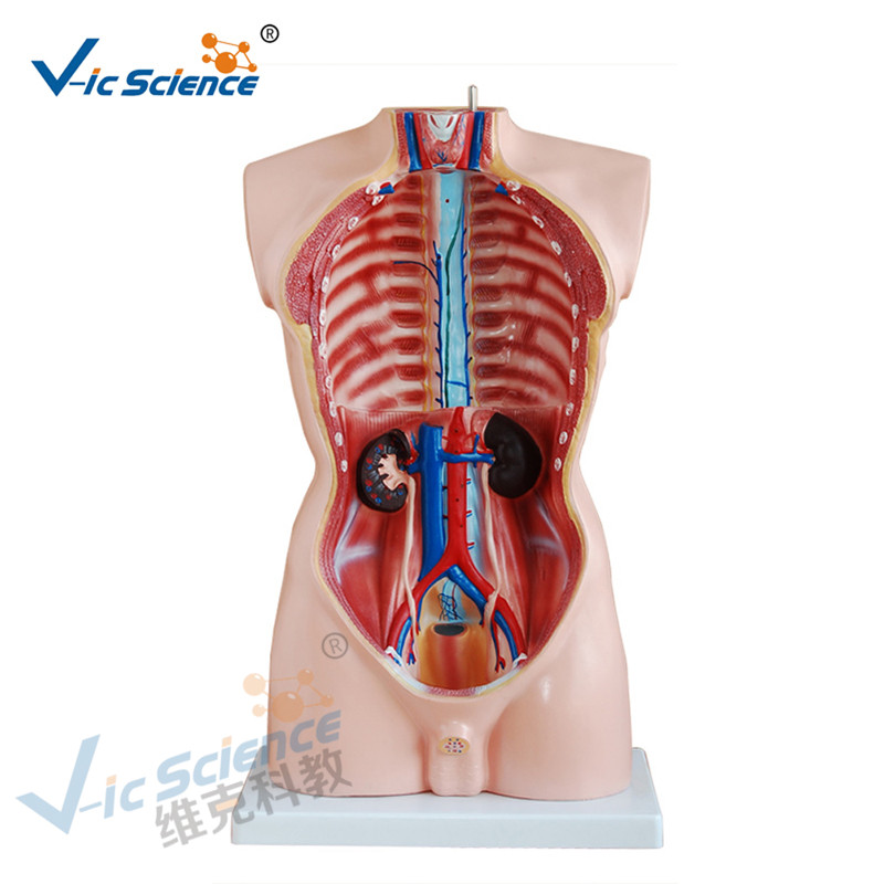 Modelo masculino do modelo 19 do torso do corpo humano 85CM do modelo humano da anatomia