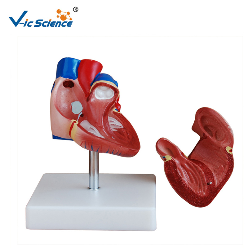 Modelo de anatomia de modelo de plástico estilo novo vida-tamanho modelo de coração para o ensino midical