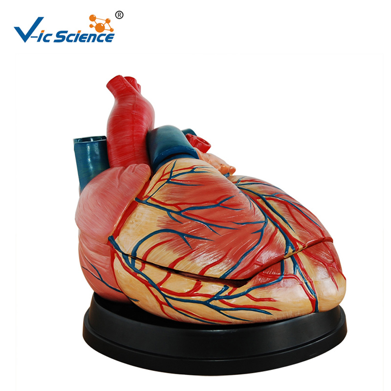 Modelo de anatomia de modelo de plástico estilo novo vida-tamanho modelo de coração para o ensino midical