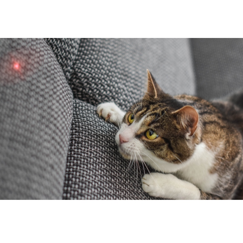 Trime de gato laser inteligente