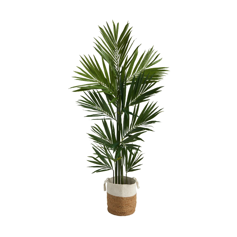 Plantas decorativas